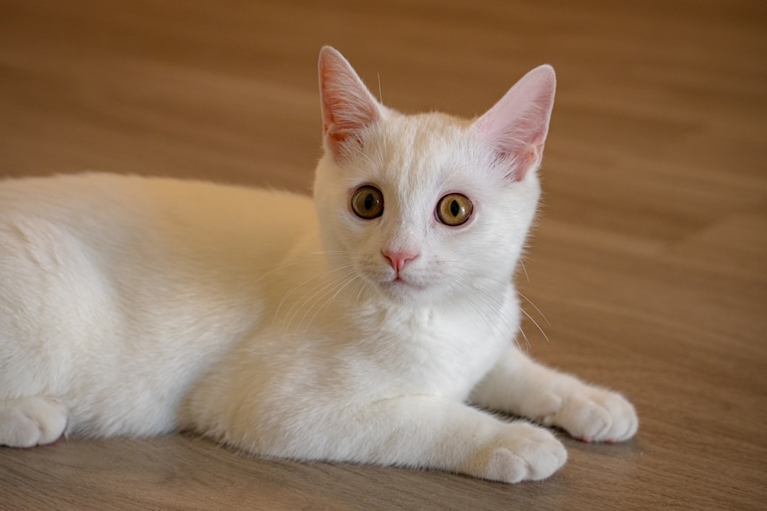 The Enchanting Elegance of the Silver Tabby Cat